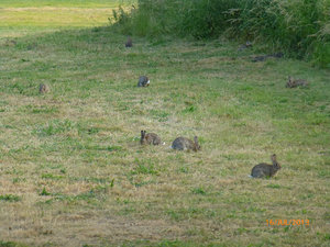 Rabbits by last night's mooring.