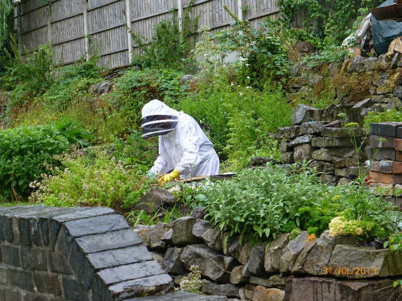 Dealing with last week's swarm at the lock cottage