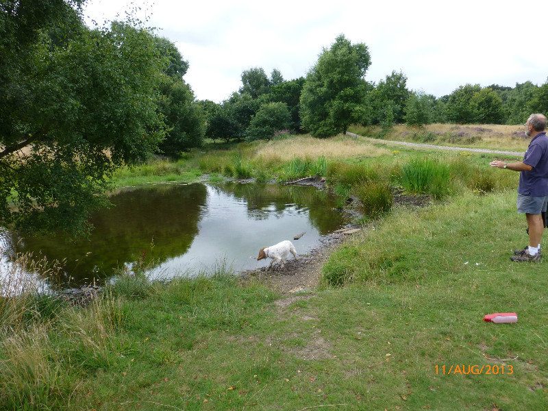 Dora's Pond, Milford Common.