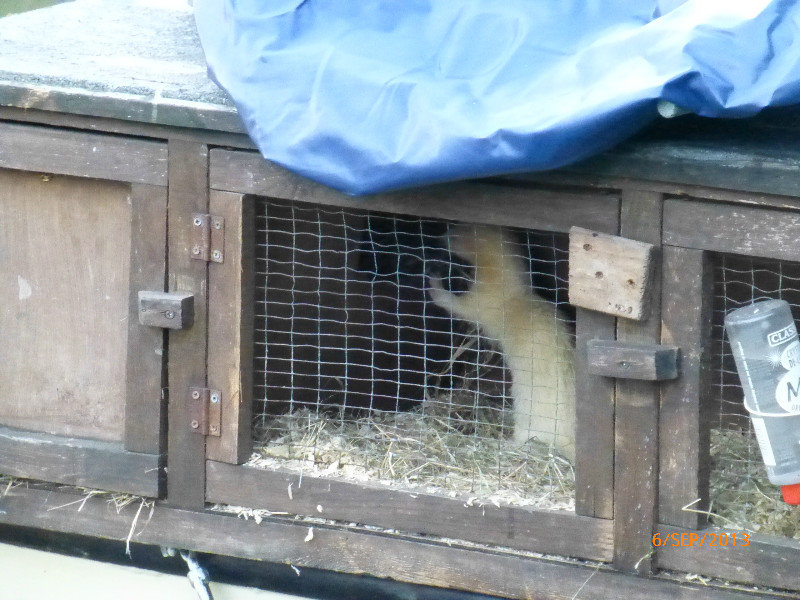 A ferret and hutch on the back of a boat.