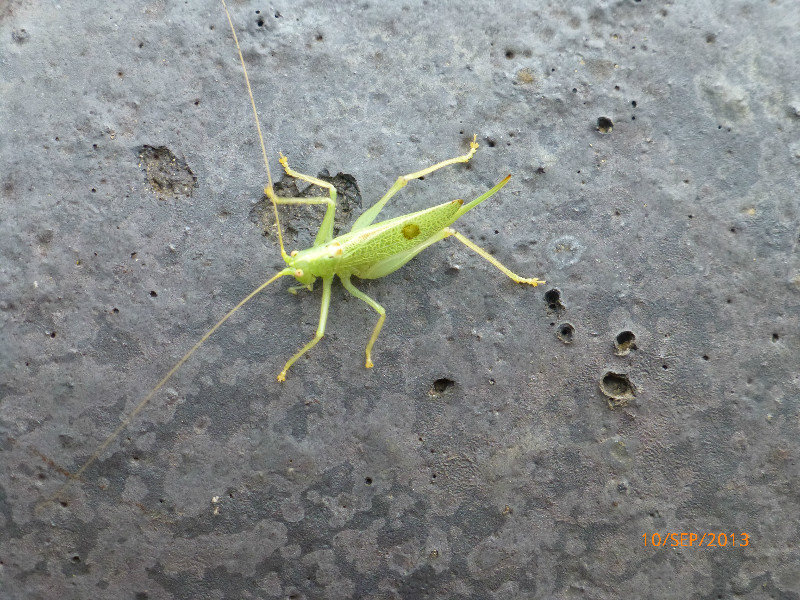 Grasshopper at the shopping village.