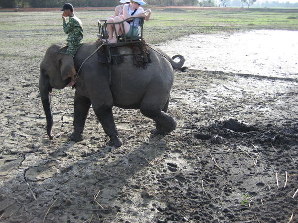 Dumbo in mud