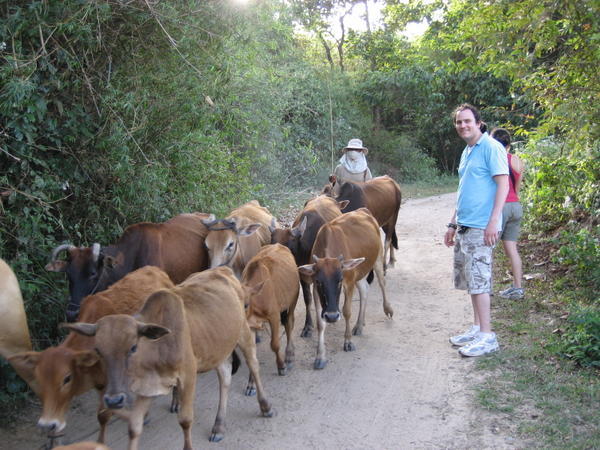 Matt and his cows