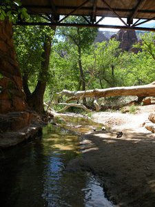 grand and zion canyons 047