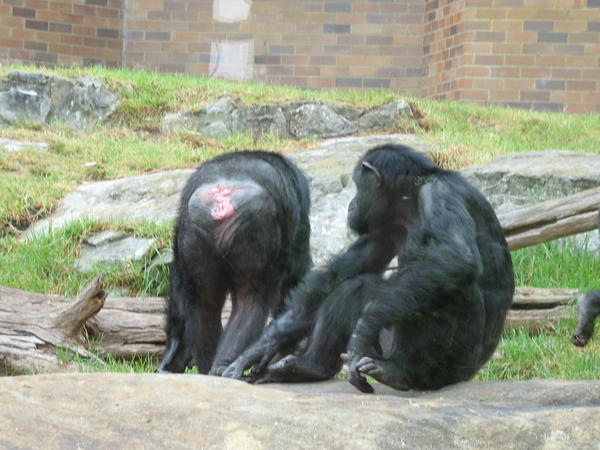 Cheeky chimps