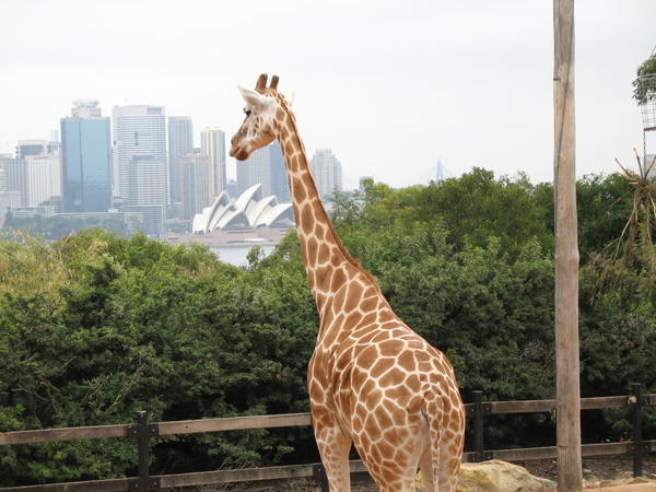 Giraffe looking at the Opera house