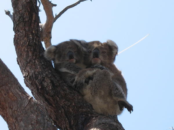 Koala mum with baby