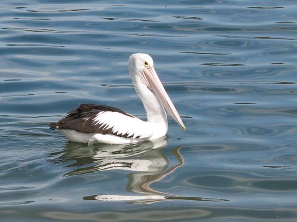 Pelican at Lakes Entrance