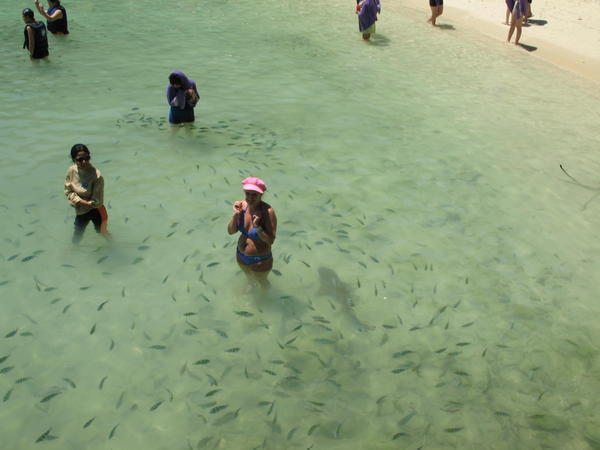 Tracey surrounded with reef shark