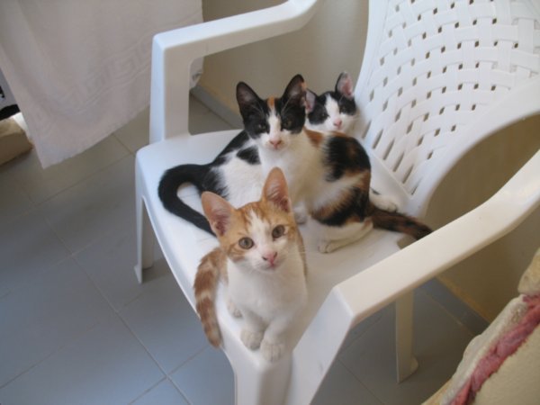 The resident kittens