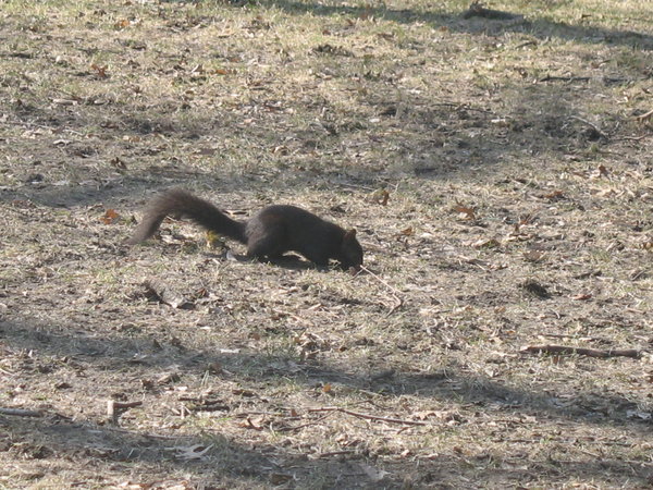 Unusual black squirrel