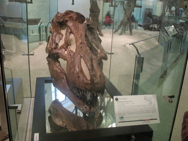 T-Rex skull at natural history museum