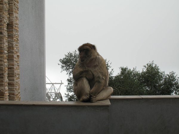 Barbaray Ape at Gibraltar -2