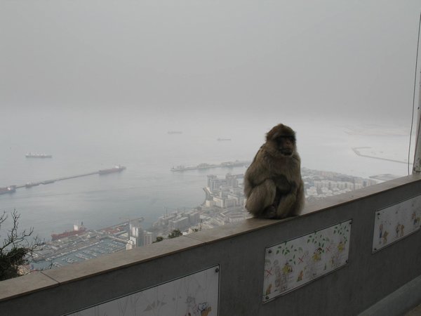 Barbary Ape at Gibraltar -1