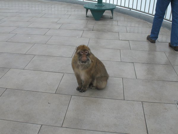 Barbary Ape at Gibraltar -3