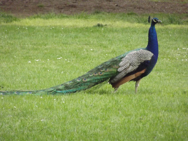 Royal Peacock Kew Gardens
