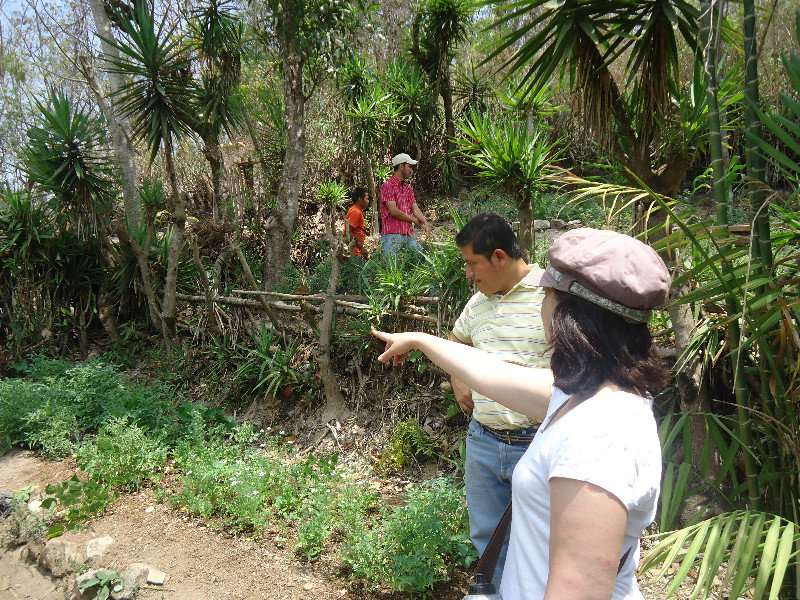 Inspecting gardens in Rodeo