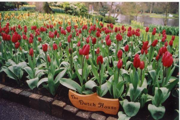 Tiptoe through the tulips