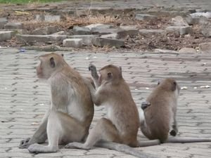 Monkeying around in Pra Chuap