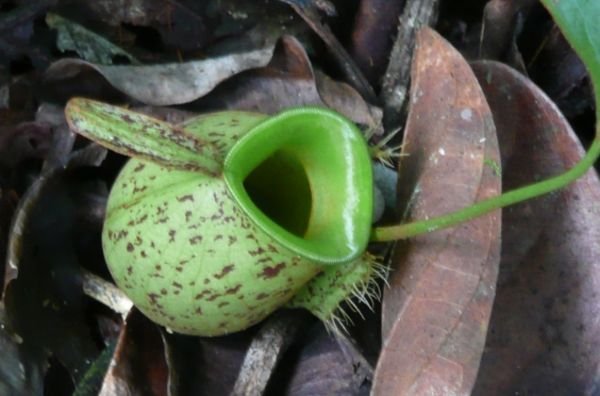 Borneo - Pitcher plant