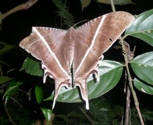 Cool moth - night walk, Taman Negara