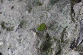 Leaf Ant