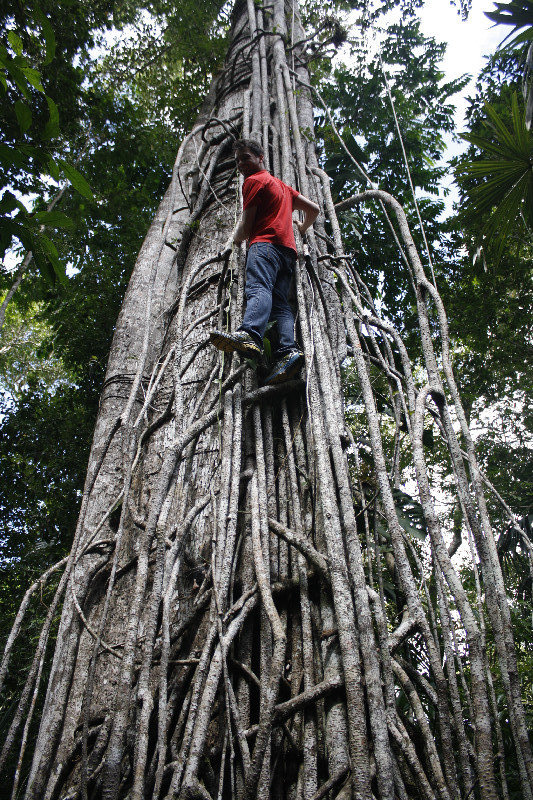 Jason climbing a vine-covered tree