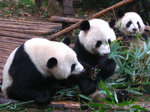 Three Yearling Pandas having breakfast