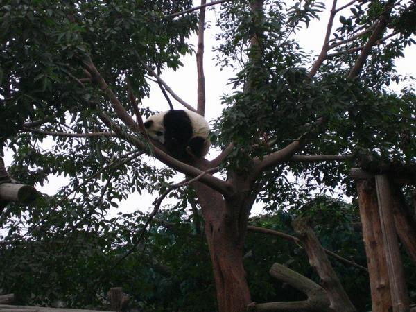 Panda Sleeping in a Tree