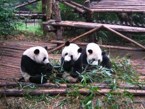 Three Yearling Pandas having breakfast