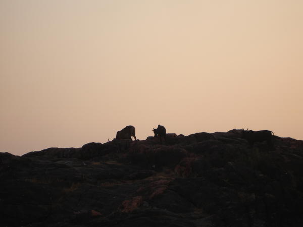 Cows on top of rock