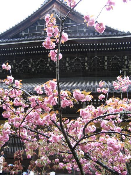 Cherry Blossoms at Nanzenji Temple
