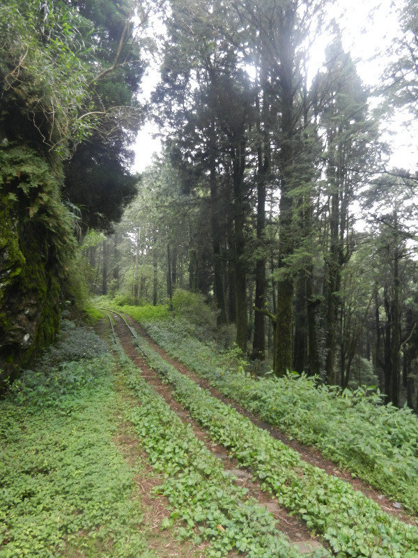 Forest trail to Tashan