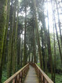 Giant tree trail
