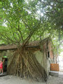 Anping Tree House