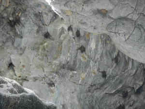 Bats on the roof of the Buddha Cave
