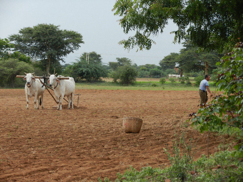 Farming with oxen and cart