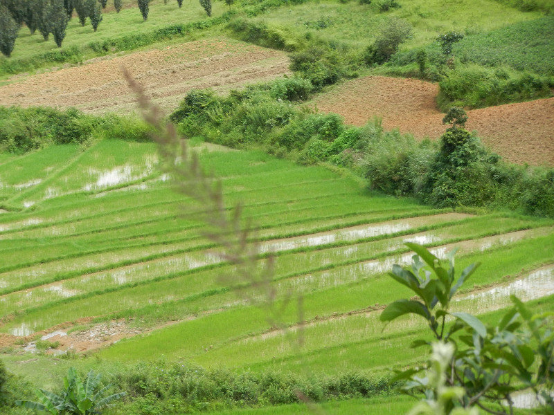 Water rice field