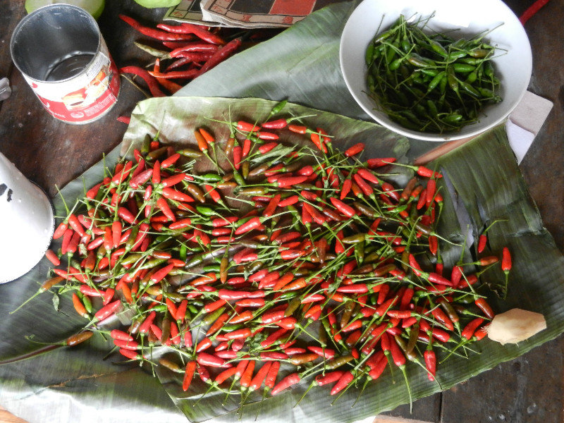 Freshly-picked chillies