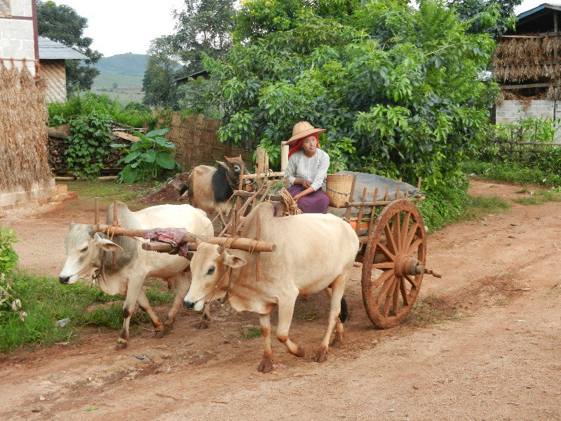 Woman drives oxen and cart
