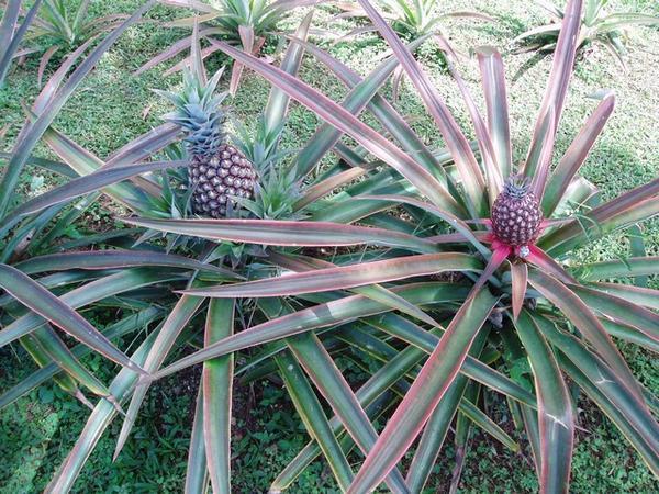 Ever wonder how Pinapple is grown??