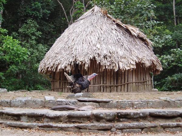 Big Turkey Guarding a Local Indigenous´ Thatched Hut