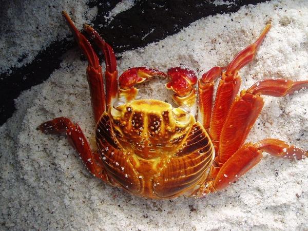 Sally Light-foot Crab 