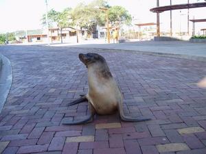 Sea Lion in town