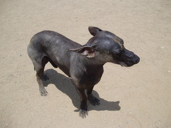 The Peruvian Hairless Dog