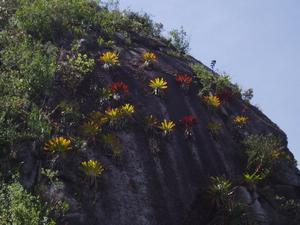 Machu Picchu - Flowers Growing on Rock