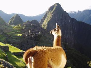 Token ¨Lama at Machu Picchu¨  Photo