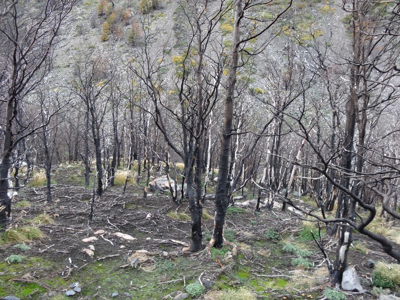 Affects of the forest fire of 2007