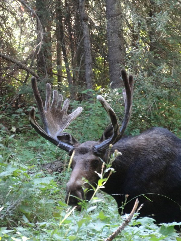Big daddy moose getting a little too close for comfort