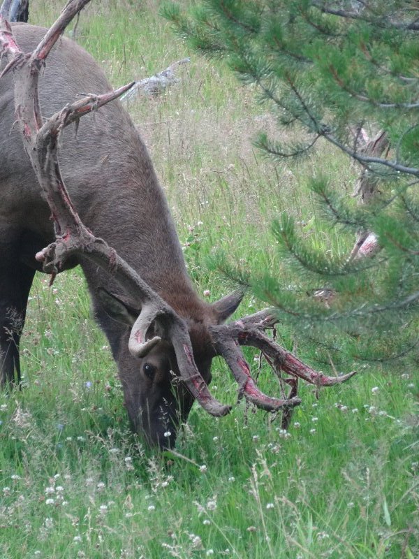 A large elk